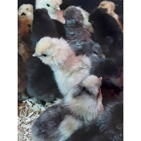 Zijdehoen kuikens hennen EU