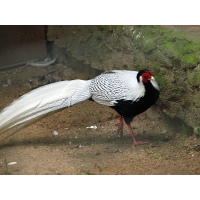 Zilverfazant kuikens 