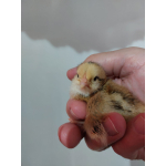 Schwedische Blumenhuhn hennen Küken